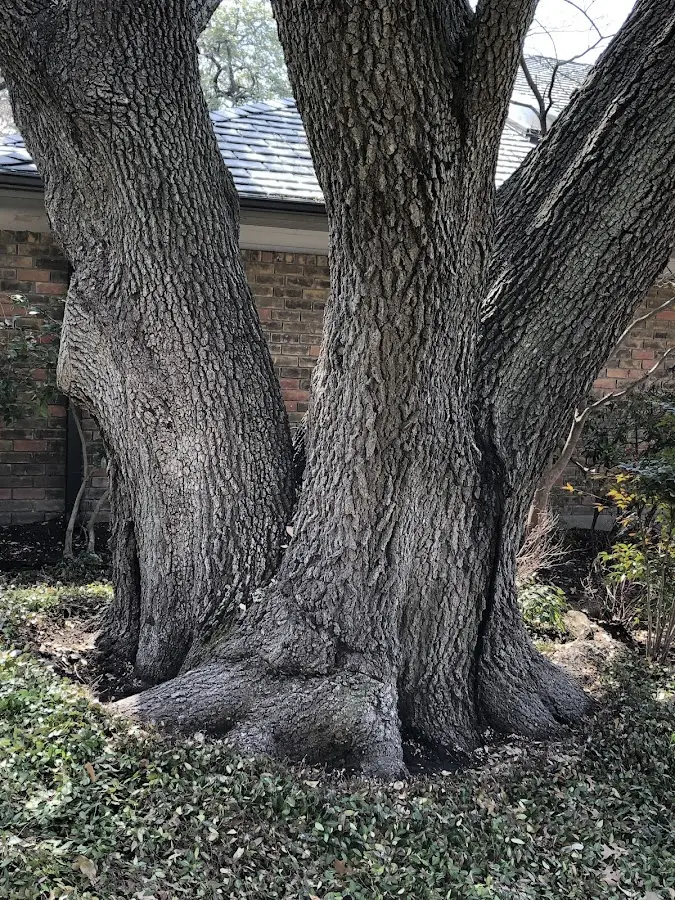 Mature heritage tree close to a Taholah property cared for by certified arborists